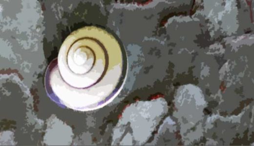 「カタツムリ」殻を捨てなかった陸の巻き貝