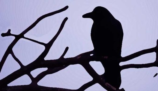「カラス」都会に紛れ込む生態系。ガーガーカーカー鳴く黒い鳥