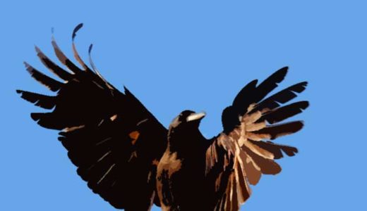 「猛禽類」最大の鳥たちの種類、生態、人間文化との関わり