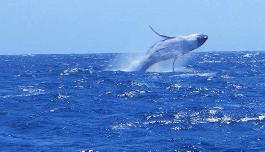 クジラとイルカ 海を支配した哺乳類 史上最大級の動物 エミュー