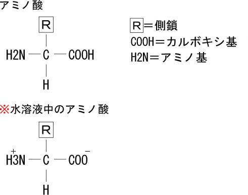 アミノ酸の基本配列