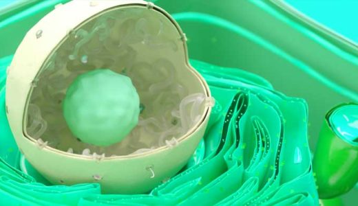 「幹細胞」ES、iPS細胞とは何か。分化とテロメア。再生医療への利用